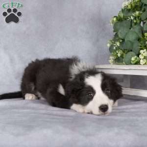 Beverly, Border Collie Puppy